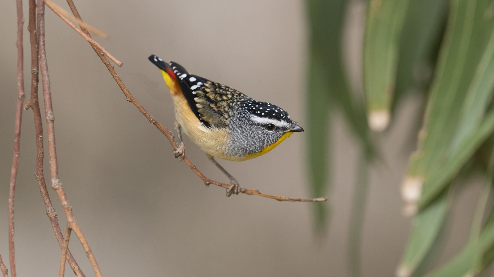 pardalote pointille le minuscule oiseau diamant d australie 1 pardalote pointille le minuscule oiseau diamant d australie 1