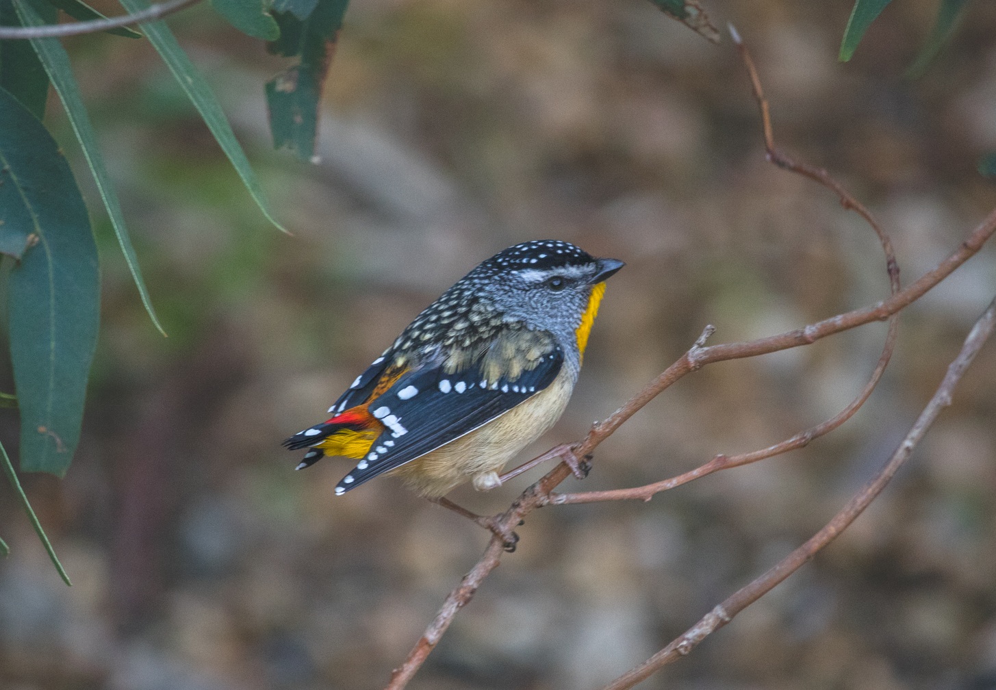 pardalote pointille le minuscule oiseau diamant d australie 2 pardalote pointille le minuscule oiseau diamant d australie 2