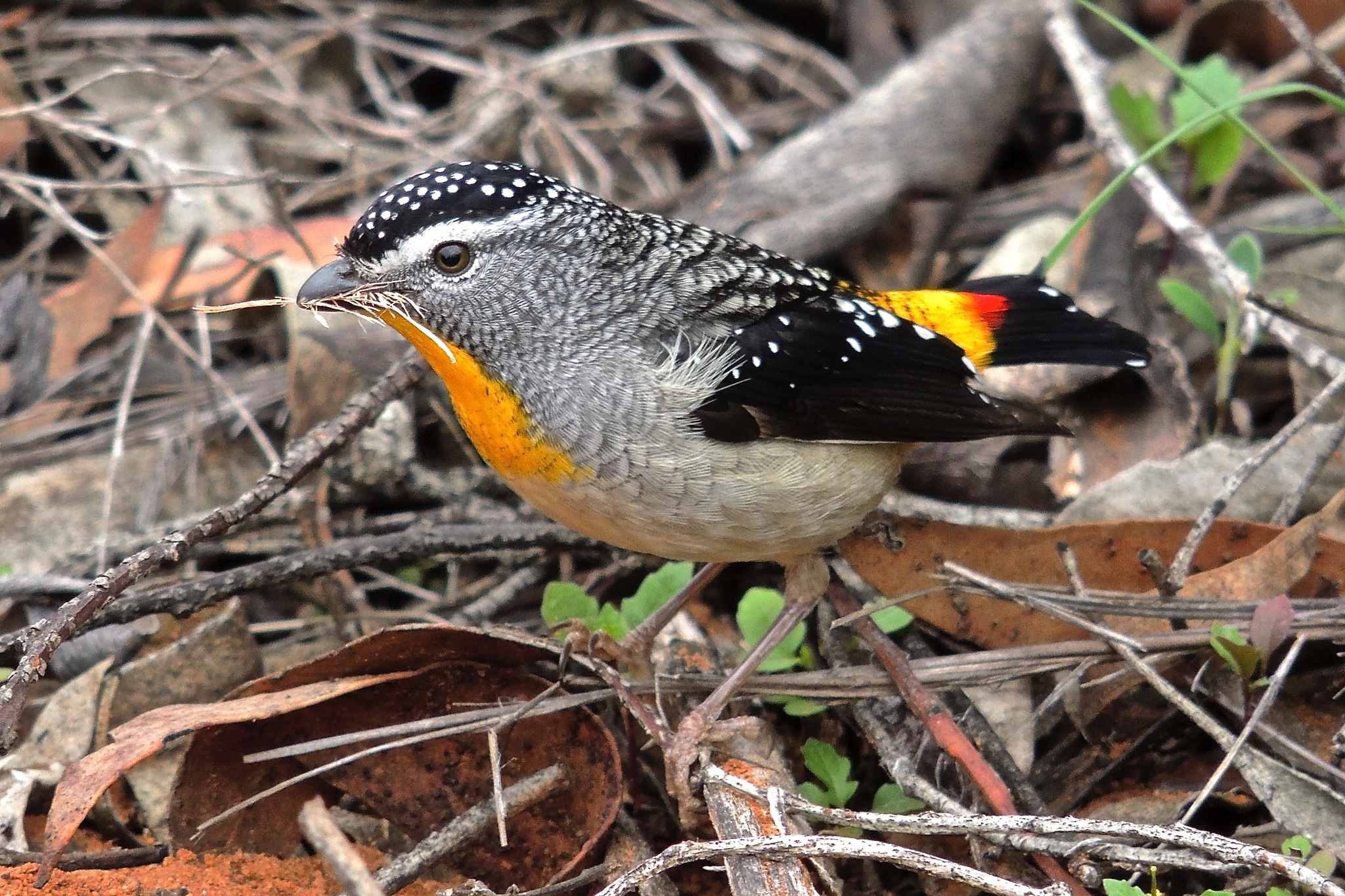 pardalote pointille le minuscule oiseau diamant d australie 3 pardalote pointille le minuscule oiseau diamant d australie 3