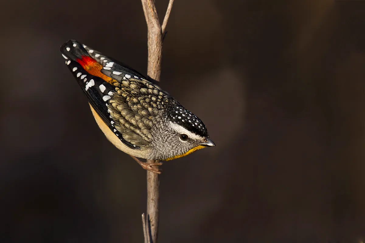 pardalote pointille le minuscule oiseau diamant d australie 4 pardalote pointille le minuscule oiseau diamant d australie 4