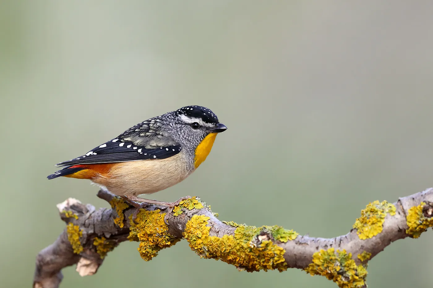 pardalote pointille le minuscule oiseau diamant d australie 5 pardalote pointille le minuscule oiseau diamant d australie 5
