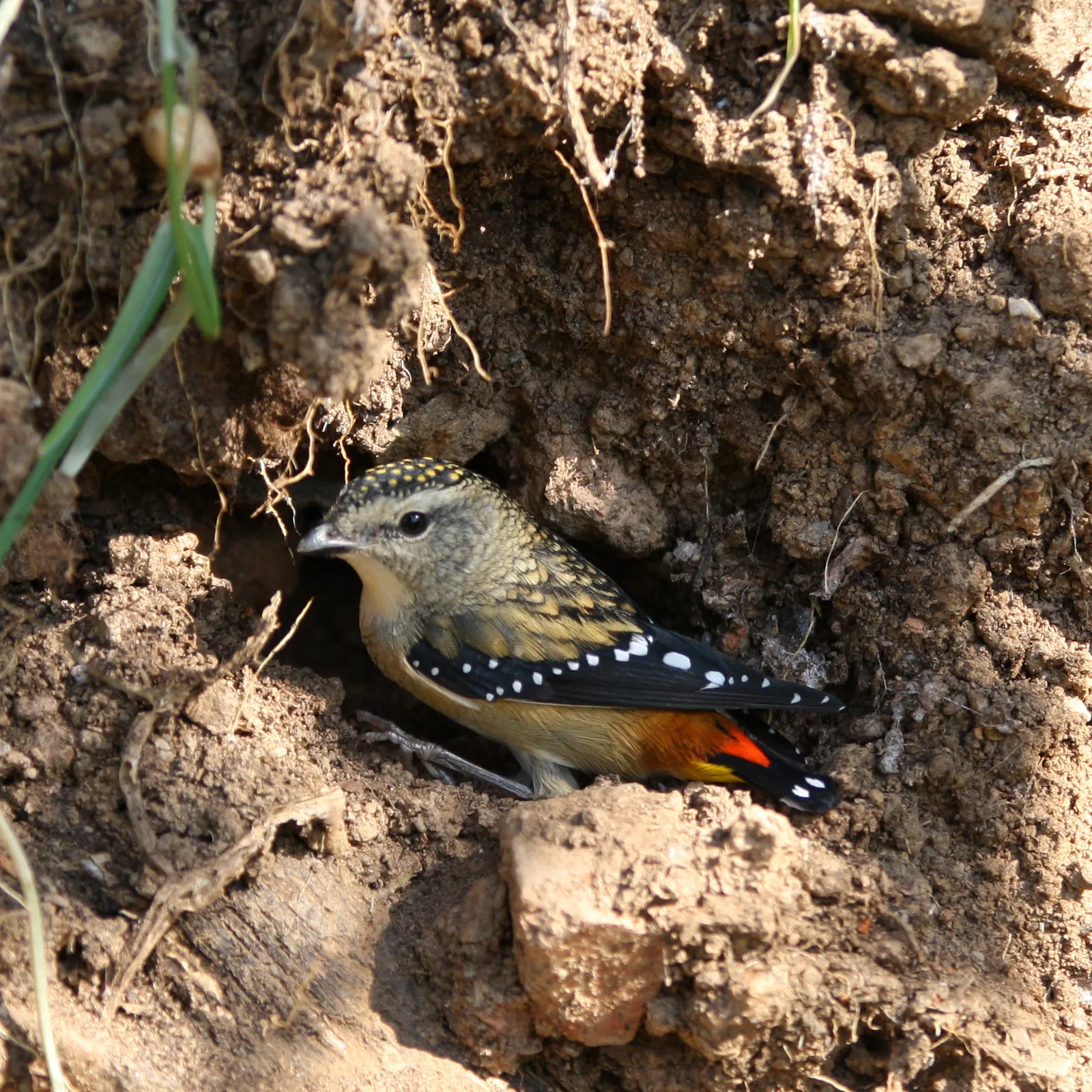 pardalote pointille le minuscule oiseau diamant d australie 6 pardalote pointille le minuscule oiseau diamant d australie 6