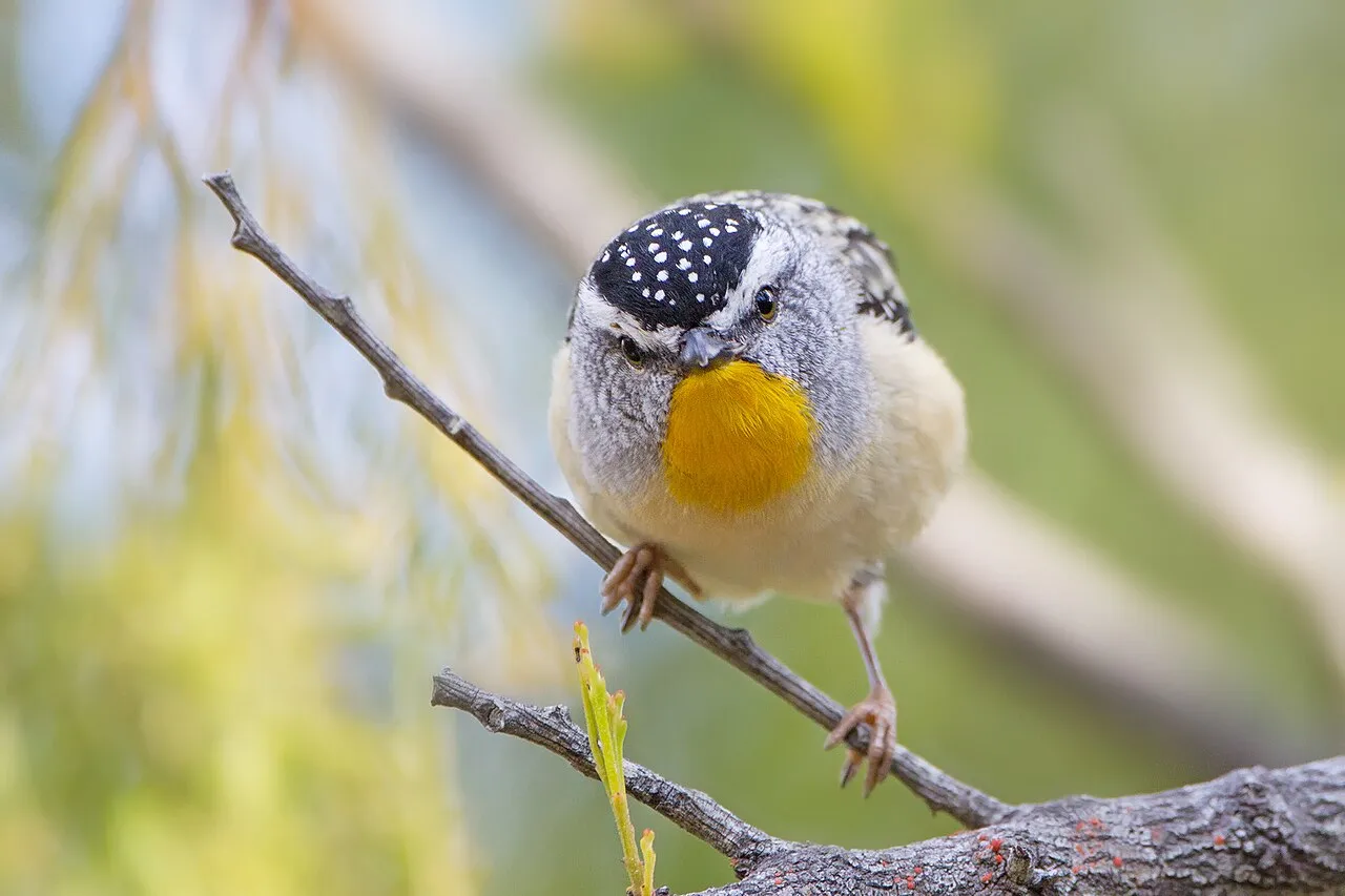 pardalote pointille le minuscule oiseau diamant d australie 7 pardalote pointille le minuscule oiseau diamant d australie 7