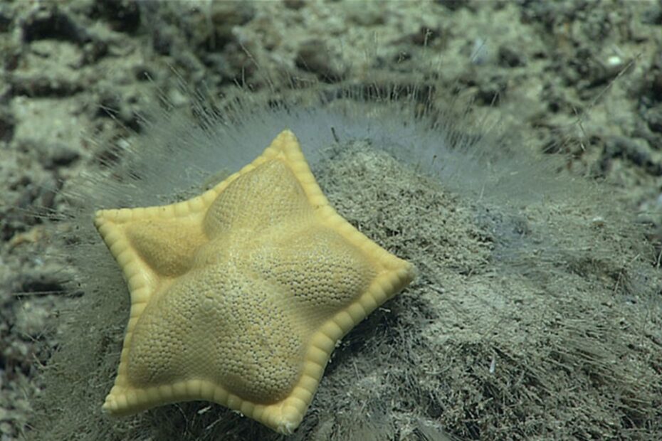 Plinthaster dentatus, l’étoile de mer ravioli jaune et pentagonale, posée sur une éponge des profondeurs