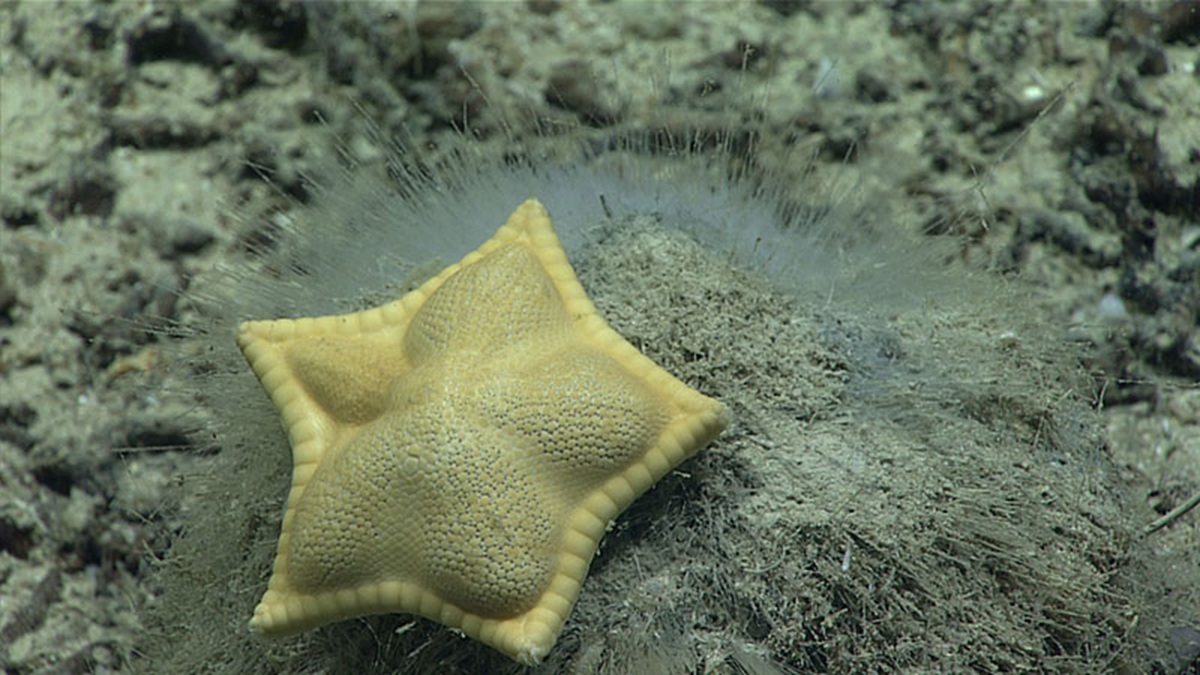Plinthaster dentatus l etoile de mer ravioli Plinthaster dentatus, l’étoile de mer ravioli jaune et pentagonale, posée sur une éponge des profondeurs
