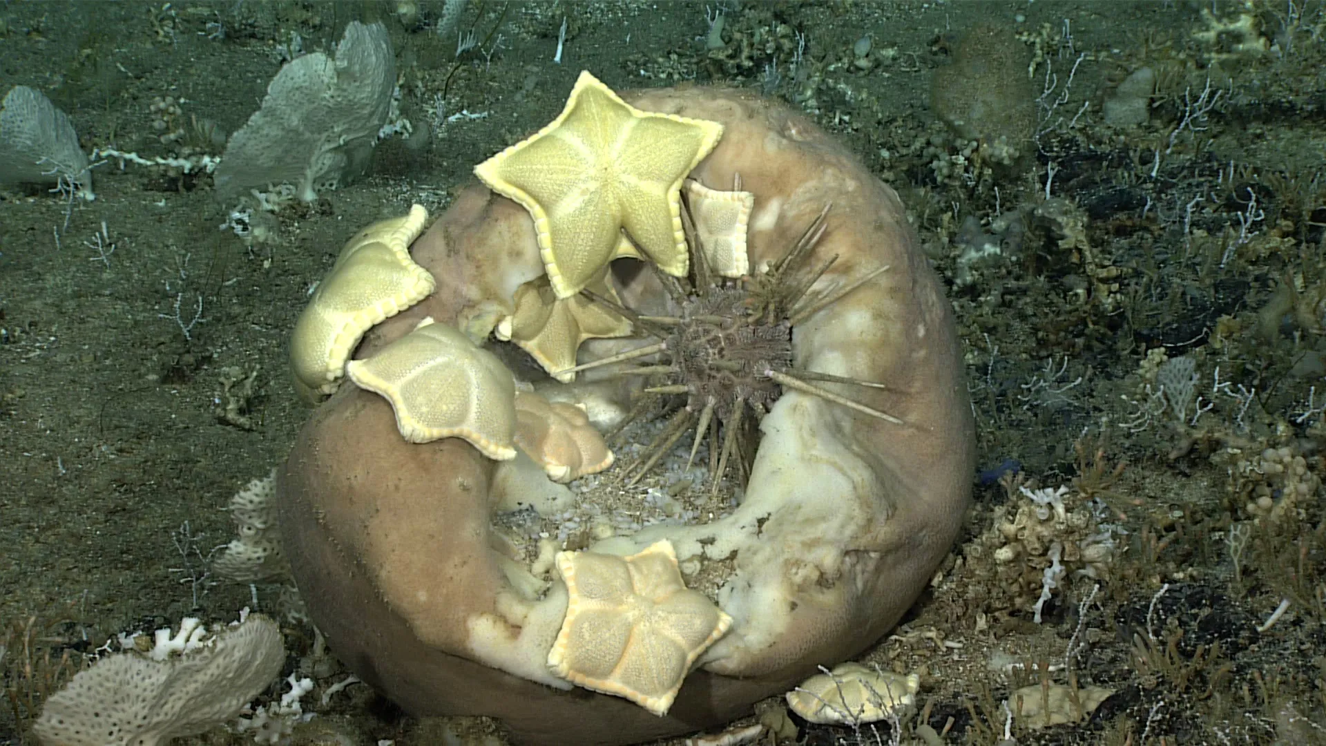Plinthaster dentatus l etoile de mer ravioli Plusieurs étoiles de mer ravioli Plinthaster dentatus et un oursin se nourrissant sur une grande éponge des fonds marins.