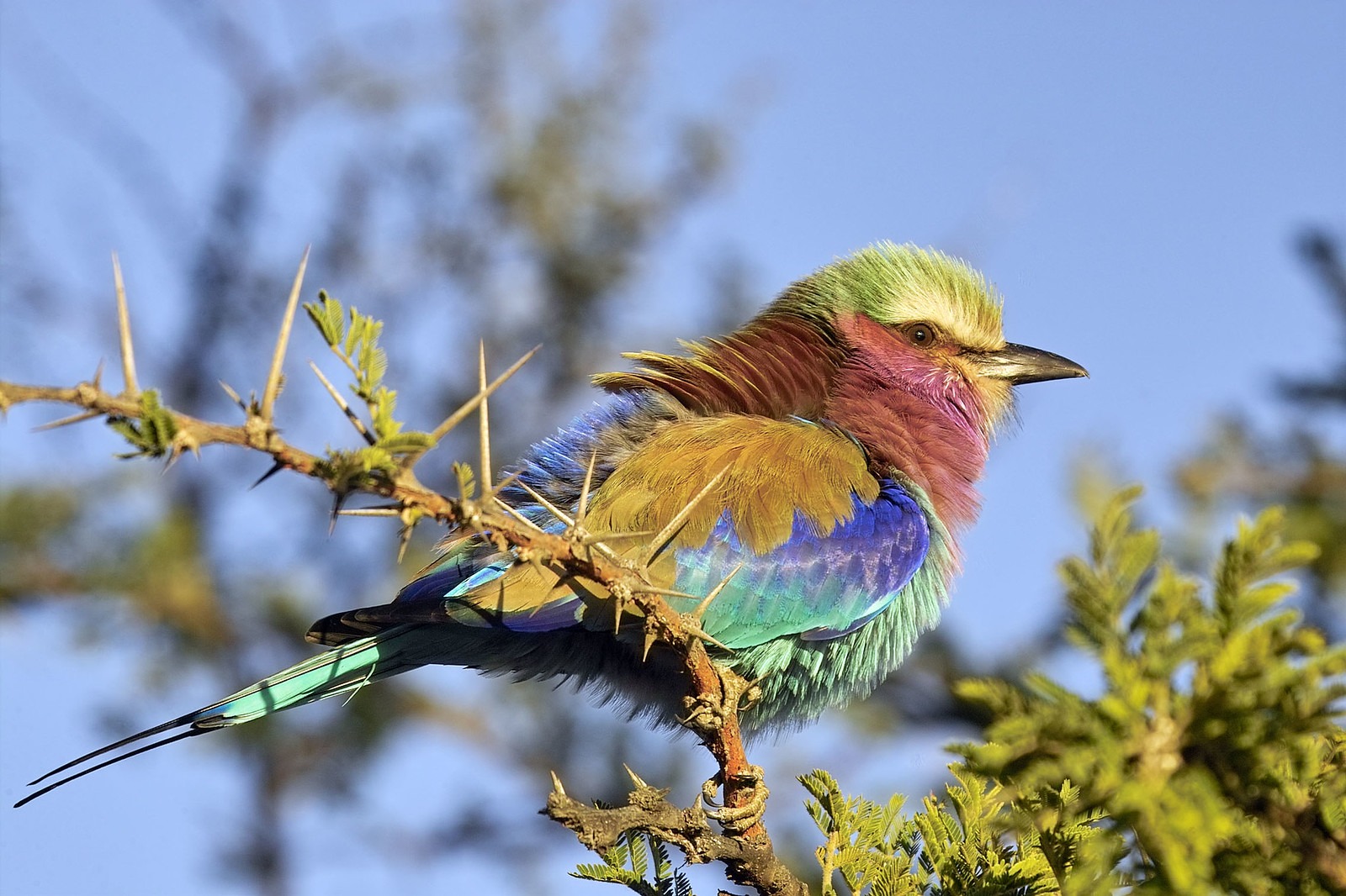 rollier a longs brins loiseau africain qui affiche toutes les couleurs en plein vol 7 rollier a longs brins loiseau africain qui affiche toutes les couleurs en plein vol 7