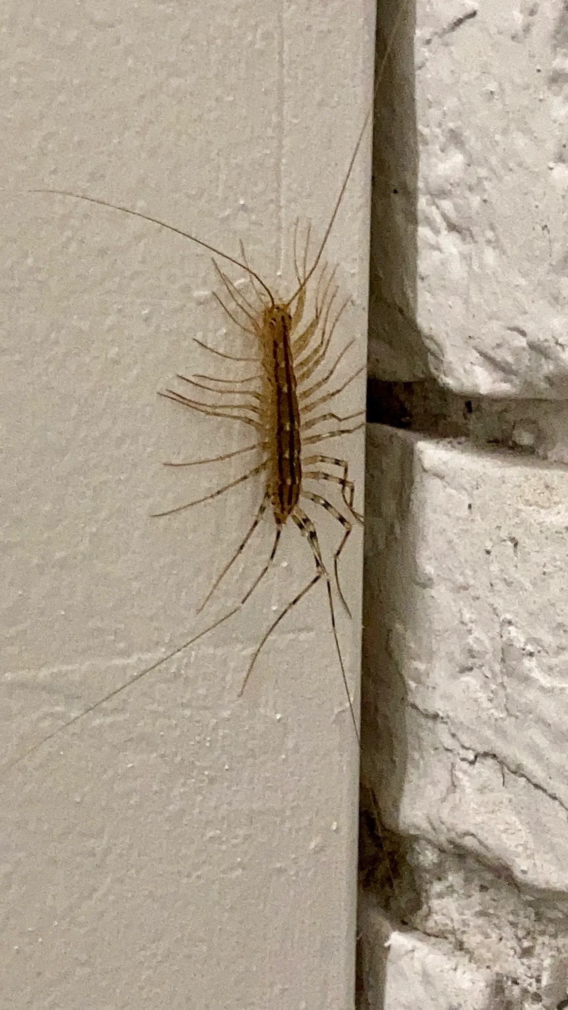 scutigere veloce faux scolopendre maison 4 Scutigère véloce sur un mur extérieur de maison