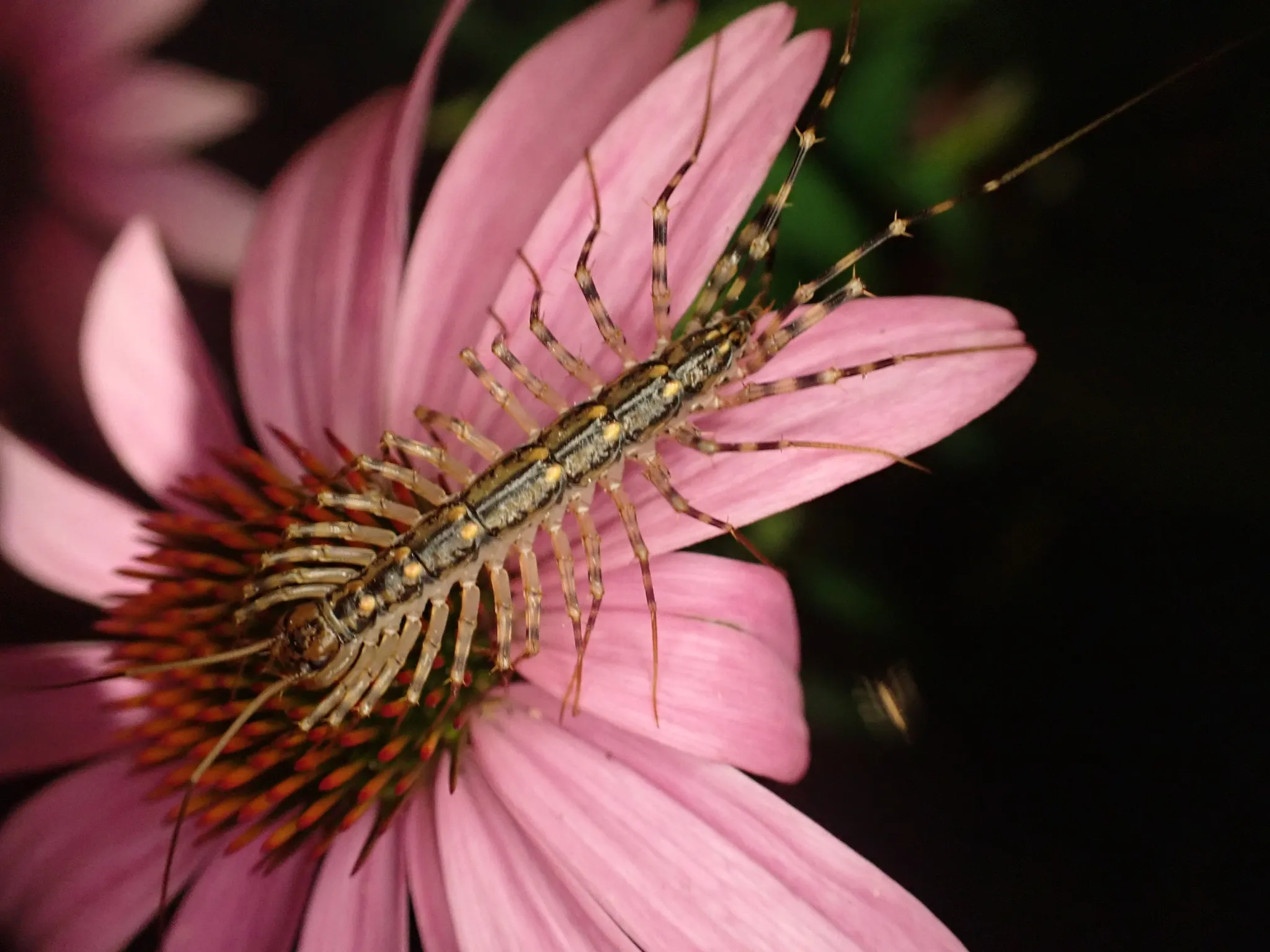 scutigère véloce sur une fleur scutigère véloce sur une fleur