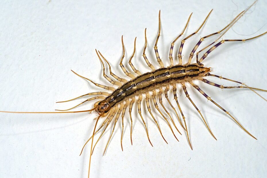 Scutigère véloce Scutigera coleoptrata avec ses 15 paires de longues pattes