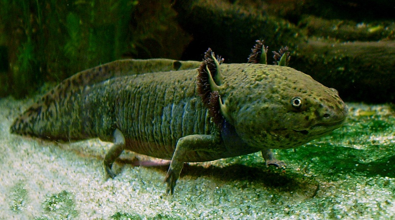Axolotl Ambystoma mexicanum à coloration sombre dans un aquarium Axolotl Ambystoma mexicanum à coloration sombre dans un aquarium