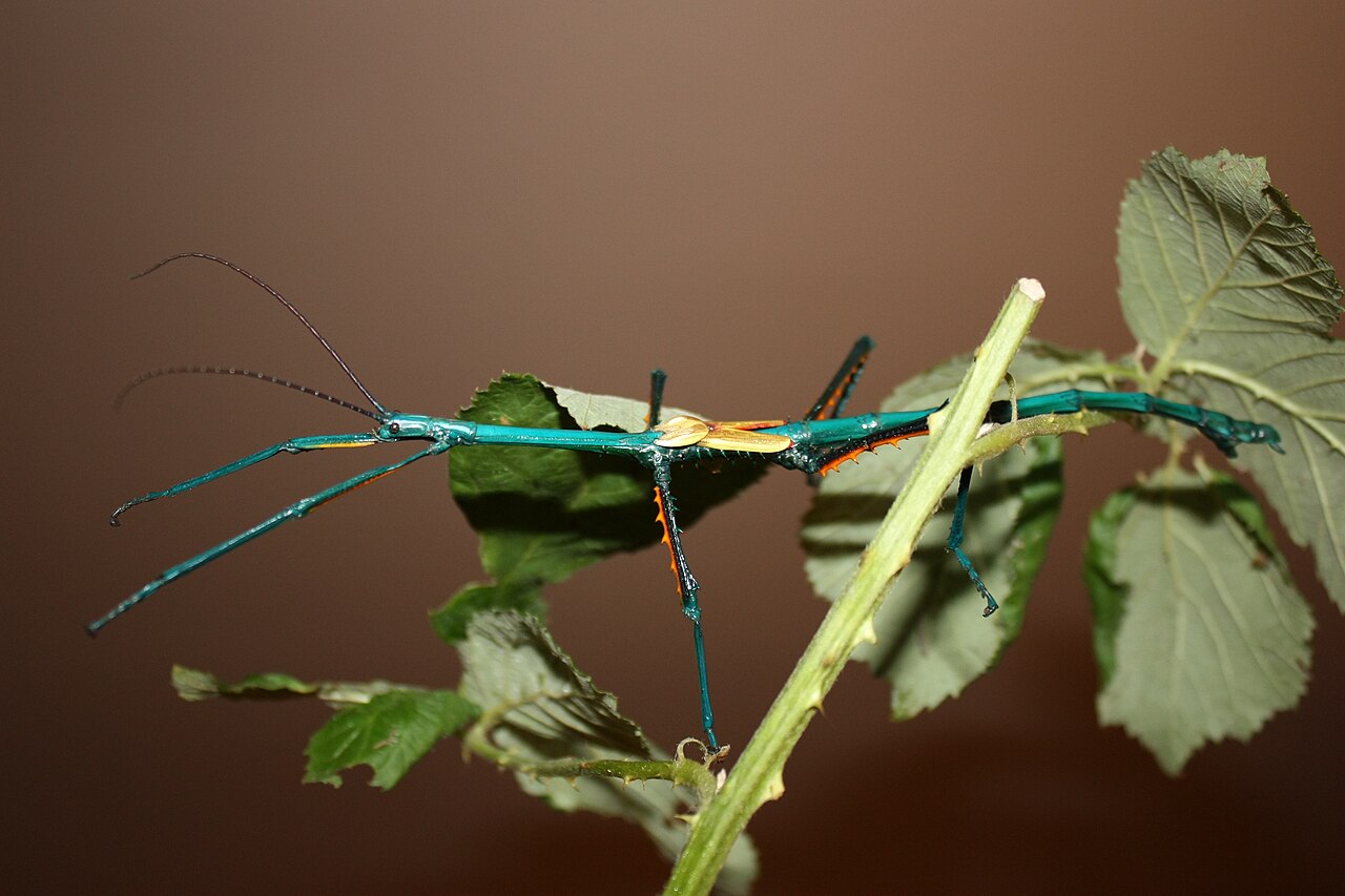 Phasme Achrioptera manga mâle bleu électrique Phasme Achrioptera manga mâle bleu électrique