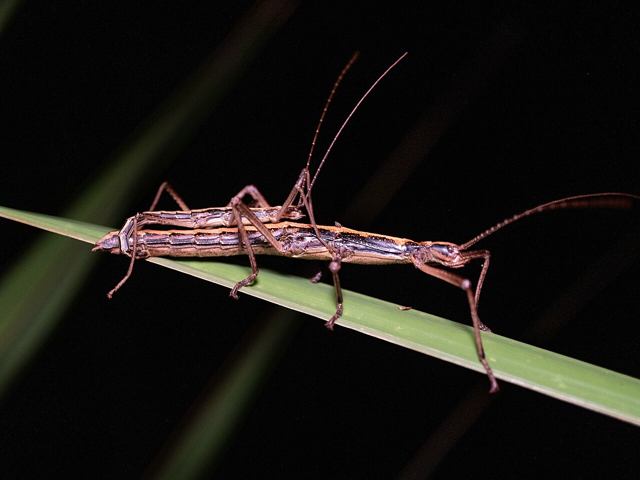 Anisomorpha buprestoides, phasme brun et noir capable de projeter une sécrétion défensive Anisomorpha buprestoides, phasme brun et noir capable de projeter une sécrétion défensive