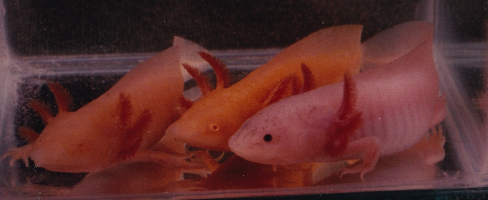 Différentes colorations albinos et leucistiques chez l’axolotl Différentes colorations albinos et leucistiques chez l’axolotl