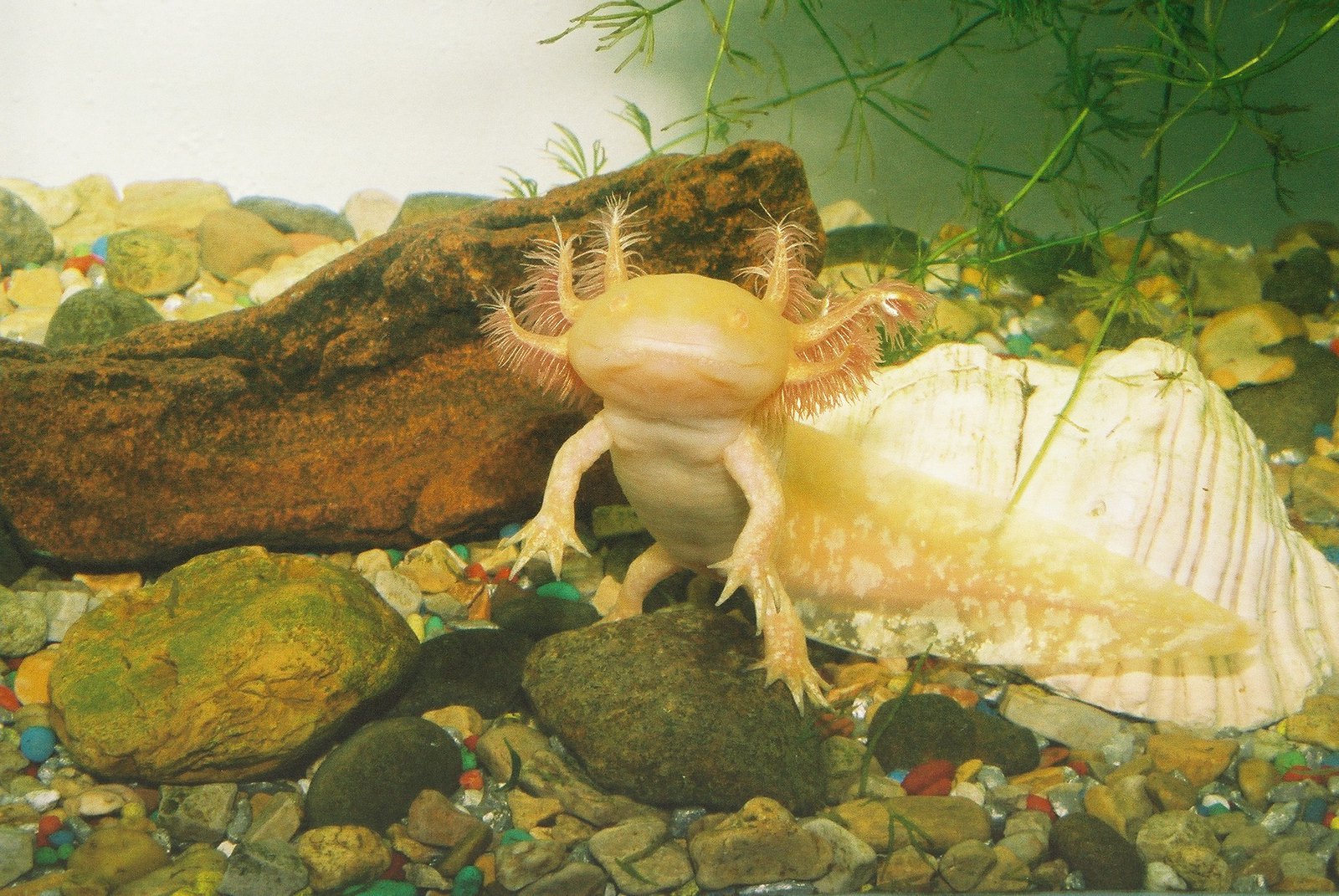 Goldy, un axolotl âgé d’environ deux ans, dans un aquarium Goldy, un axolotl âgé d’environ deux ans, dans un aquarium