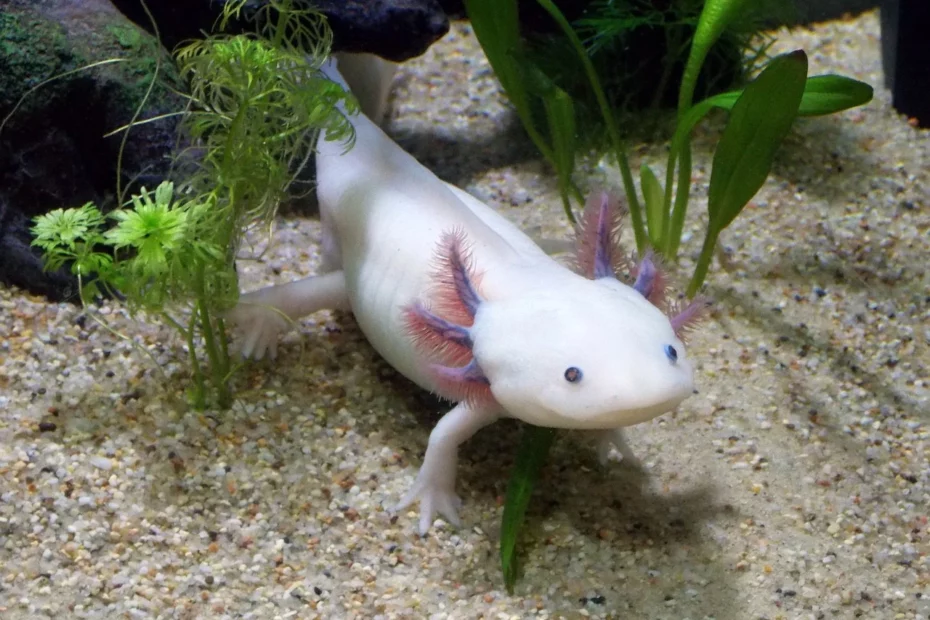 Axolotl leucistique blanc aux branchies roses dans un aquarium