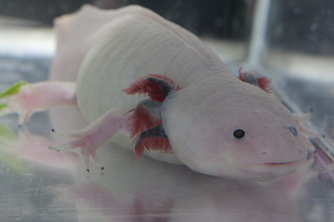 Axolotl leucistique Ambystoma mexicanum vu de face Axolotl leucistique Ambystoma mexicanum vu de face