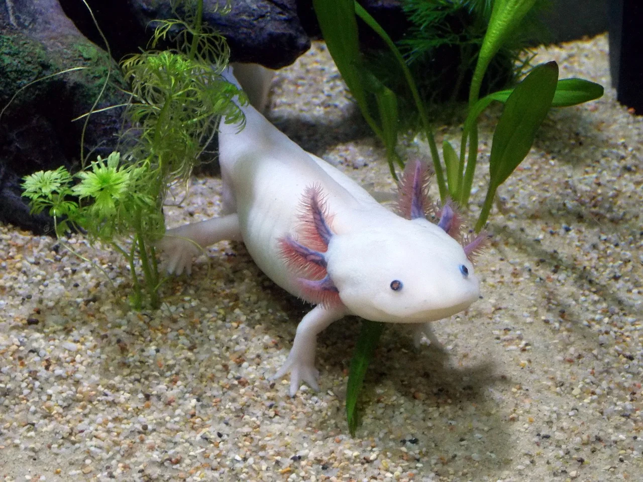 Axolotl leucistique blanc aux branchies roses dans un aquarium Axolotl leucistique blanc aux branchies roses dans un aquarium