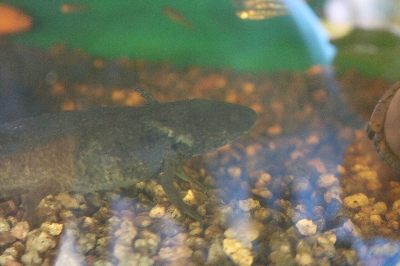 Axolotl sombre à coloration de type sauvage à Xochimilco Axolotl sombre à coloration de type sauvage à Xochimilco