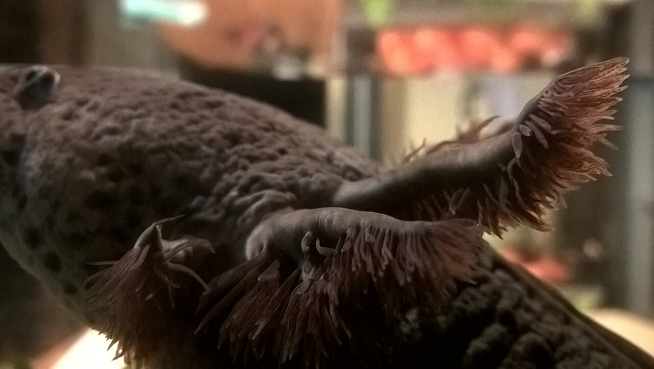 Branchies externes d’un axolotl adulte Ambystoma mexicanum Branchies externes d’un axolotl adulte Ambystoma mexicanum