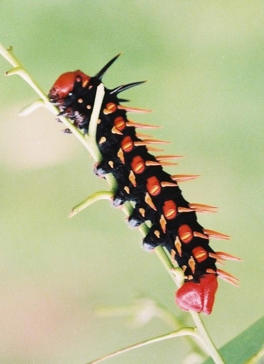 bunaea alcinoe chenille geante epine rouges bunaea alcinoe chenille geante epine rouges