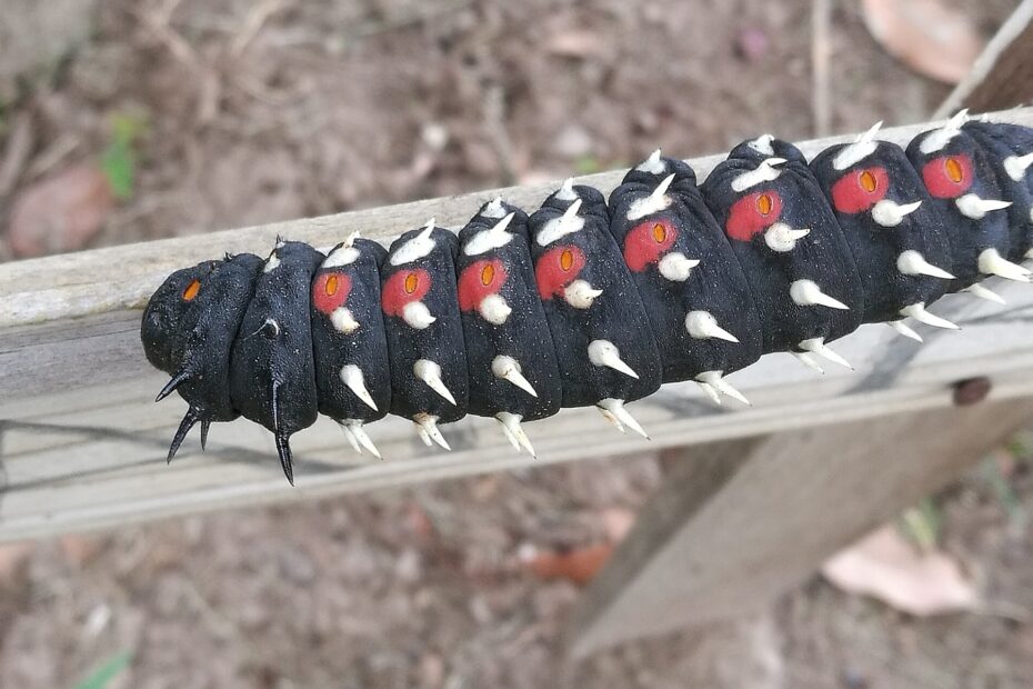 Bunaea alcinoe, une chenille géante noire couverte d’épines blanches et de taches rouges