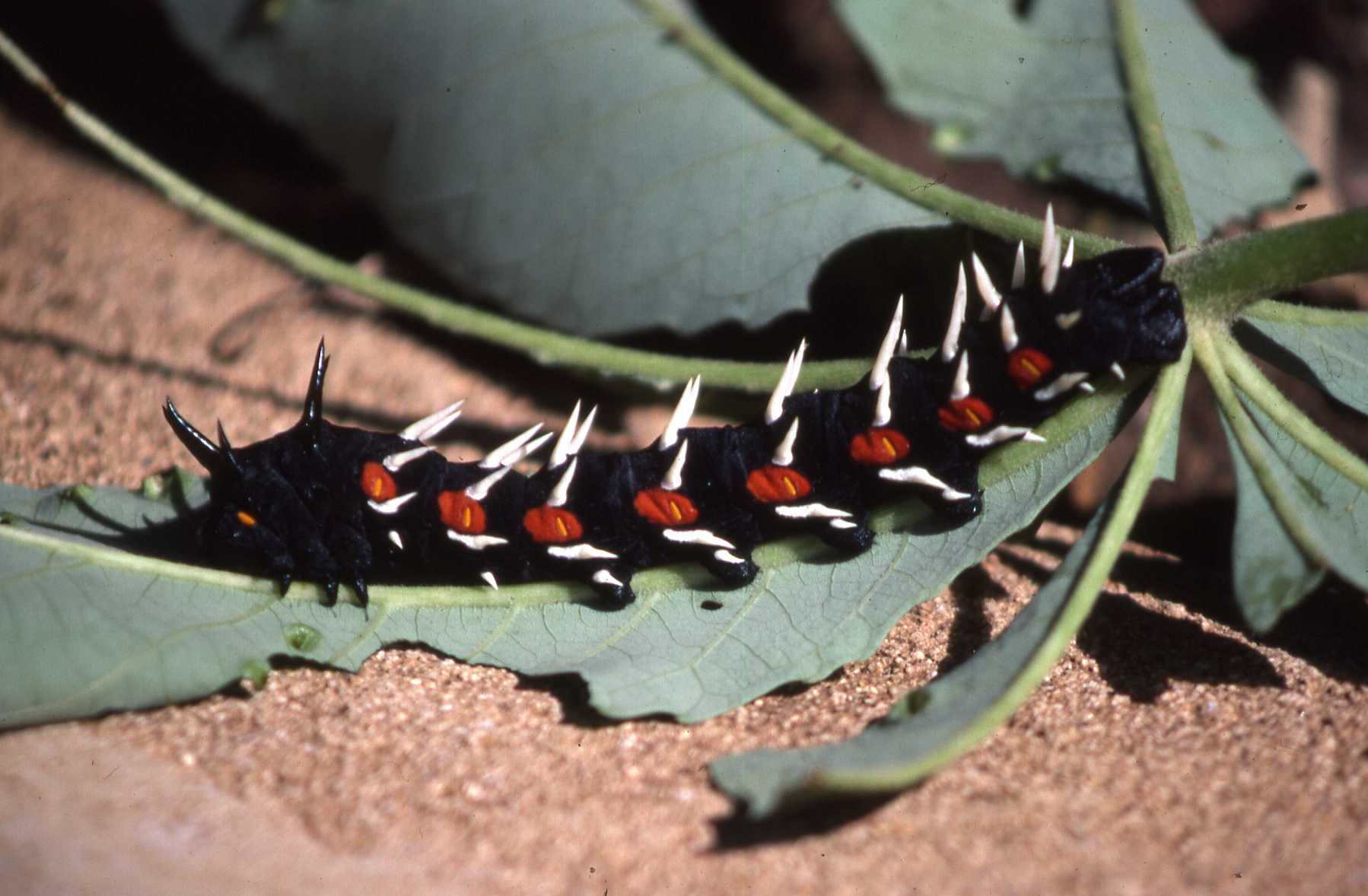 bunaea alcinoe chenille geante epines sur une feuille bunaea alcinoe chenille geante epines sur une feuille