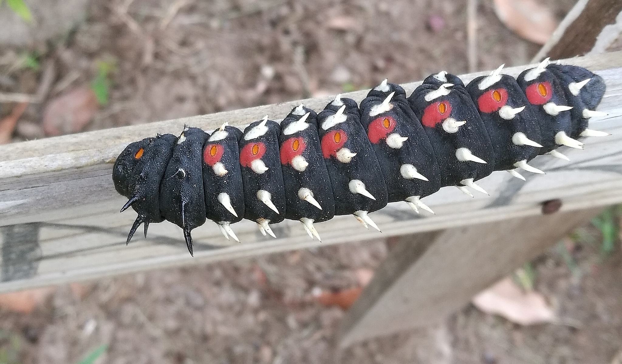 bunaea alcinoe chenille geante epines Bunaea alcinoe, une chenille géante noire couverte d’épines blanches et de taches rouges