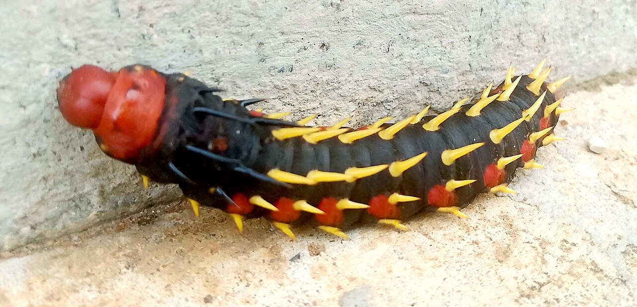bunaea alcinoe chenille geante epines bunaea alcinoe chenille geante epines