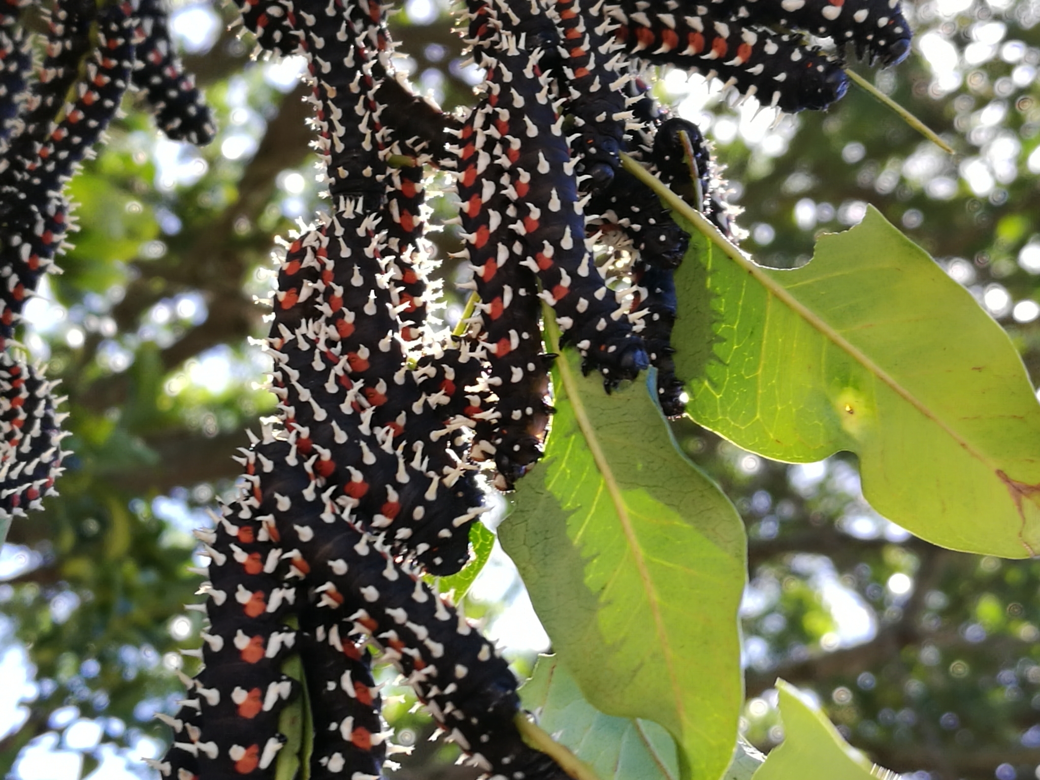 groupe de chenilles Bunaea alcinoe se nourrissant des feuilles d’un arbre groupe de chenilles Bunaea alcinoe se nourrissant des feuilles d’un arbre