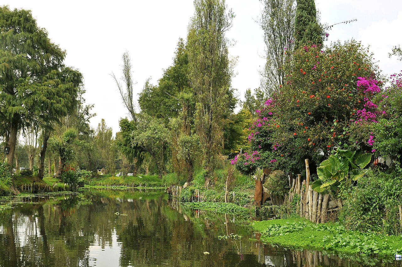 canaux chinampas xochimilco axolotl Canal et chinampas de Xochimilco habitat naturel de l’axolotl