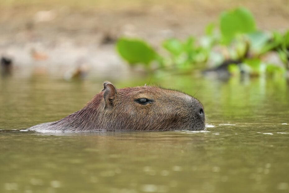 Capybara nageant dans une rivière au Brésil avec seule sa tête hors de l’eau