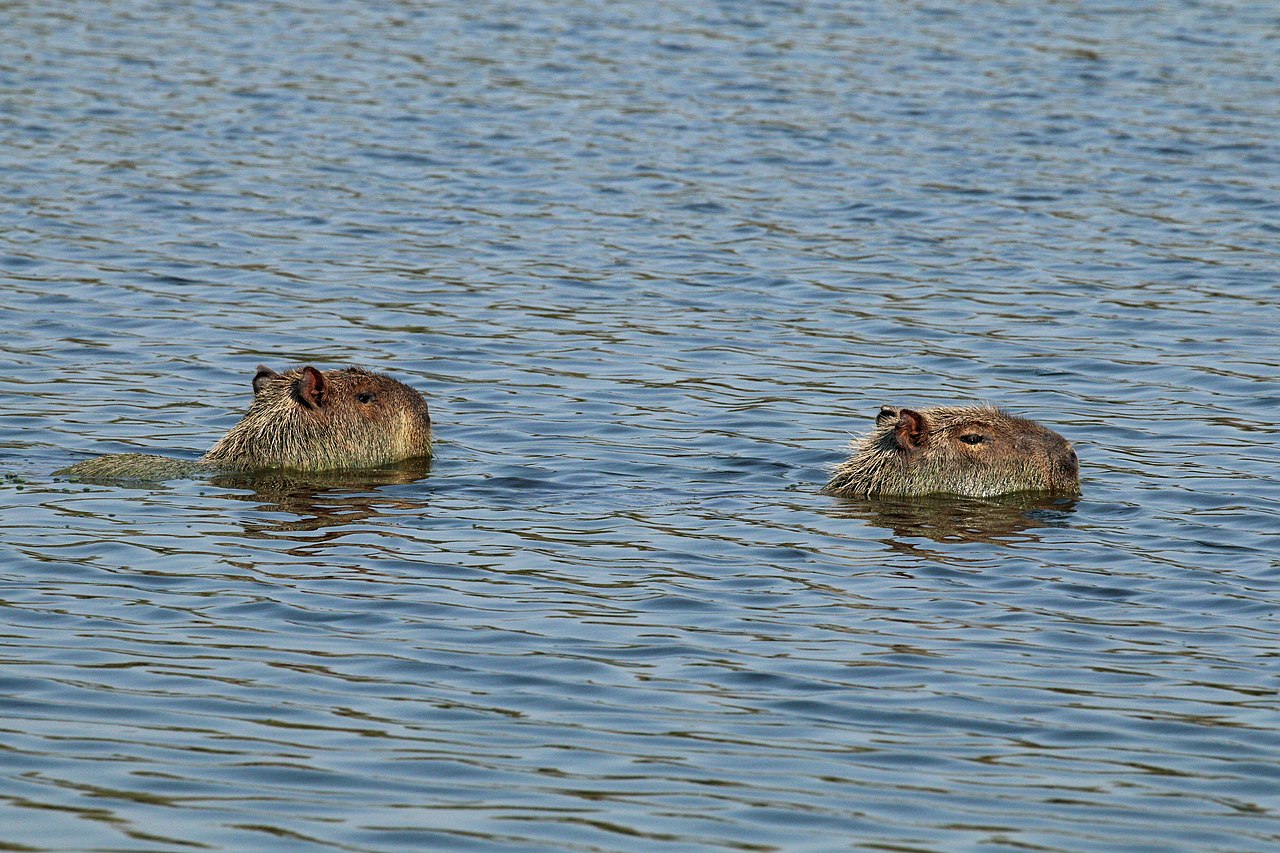 Capybara nageant dans une rivière du Pantanal au Brésil Capybara nageant dans une rivière du Pantanal au Brésil