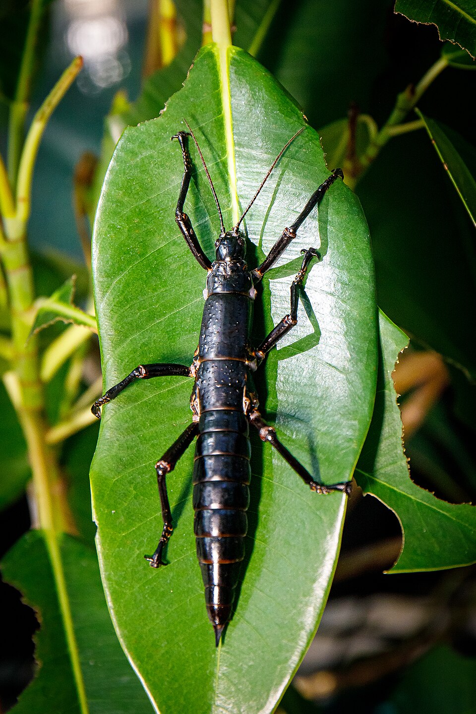 Dryococelus australis, grand phasme noir de l'île Lord Howe Dryococelus australis, grand phasme noir de l'île Lord Howe