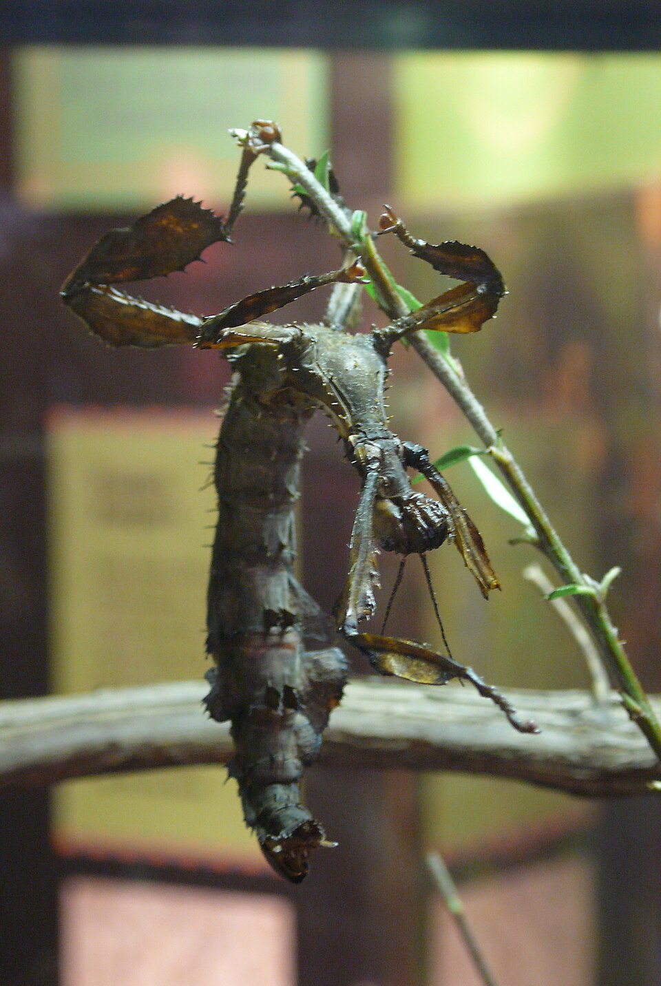 Extatosoma tiaratum, phasme australien imitant un morceau de végétation desséchée Extatosoma tiaratum, phasme australien imitant un morceau de végétation desséchée