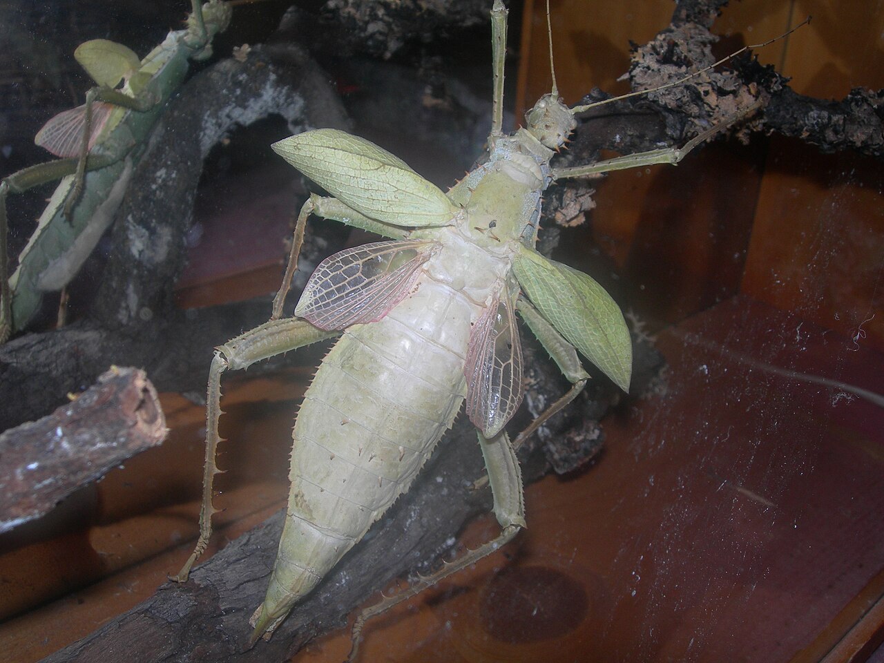 heteropteryx dilatata phasme femelle Femelle du grand phasme Heteropteryx dilatata