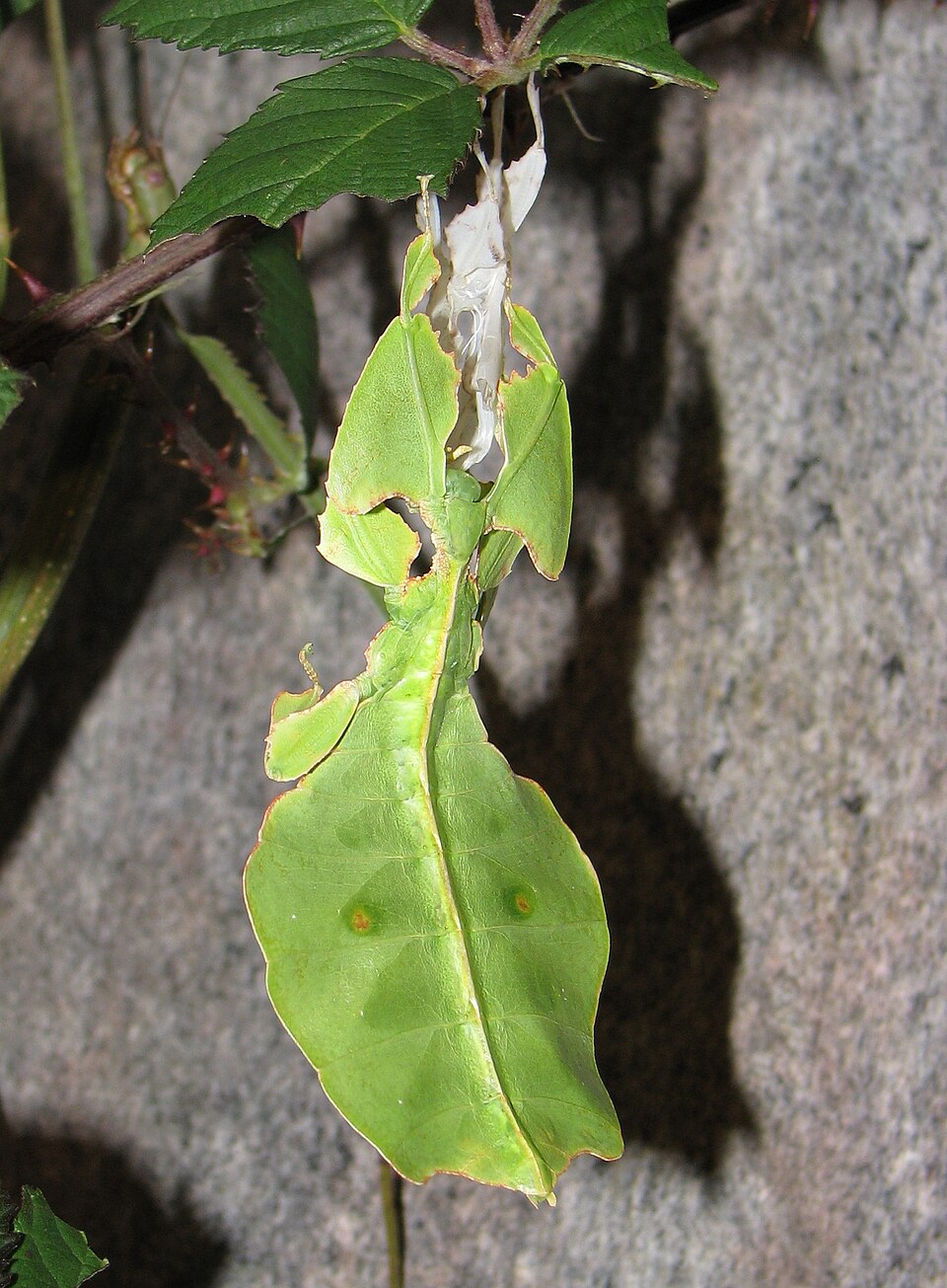 eune phasme feuille Pulchriphyllium giganteum après une mue eune phasme feuille Pulchriphyllium giganteum après une mue