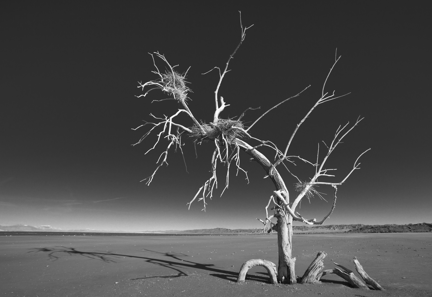 Arbre mort à Salton Sea Arbre mort à Salton Sea