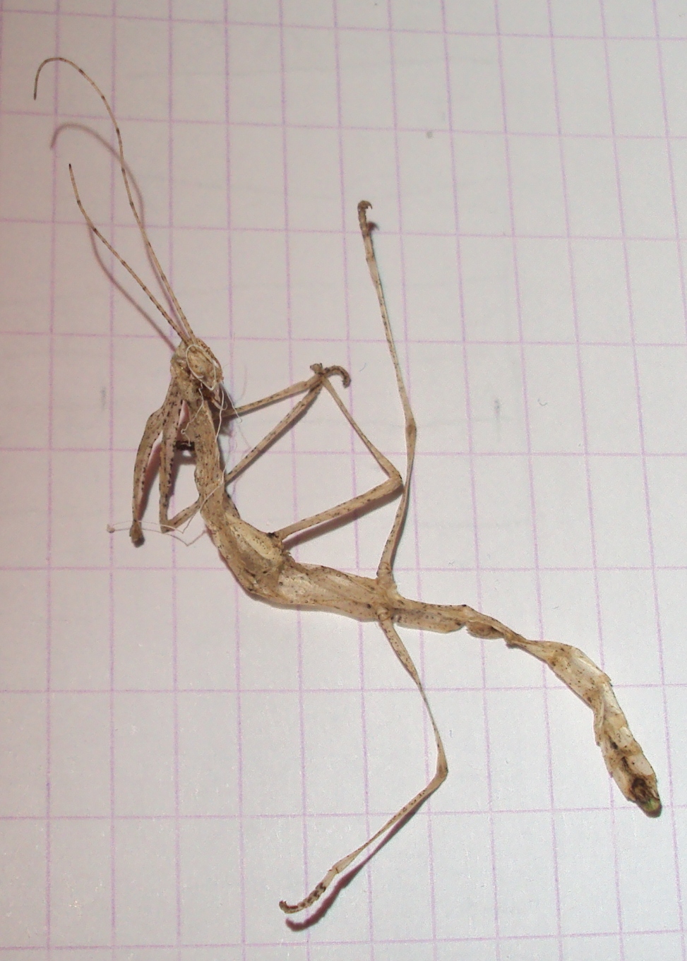 Ancienne peau ou exuvie de phasme Carausius morosus après la mue Ancienne peau ou exuvie de phasme Carausius morosus après la mue