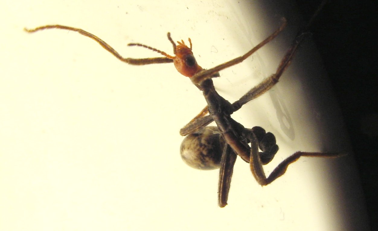 Jeune phasme Extatosoma tiaratum en train de sortir de son œuf Jeune phasme Extatosoma tiaratum en train de sortir de son œuf