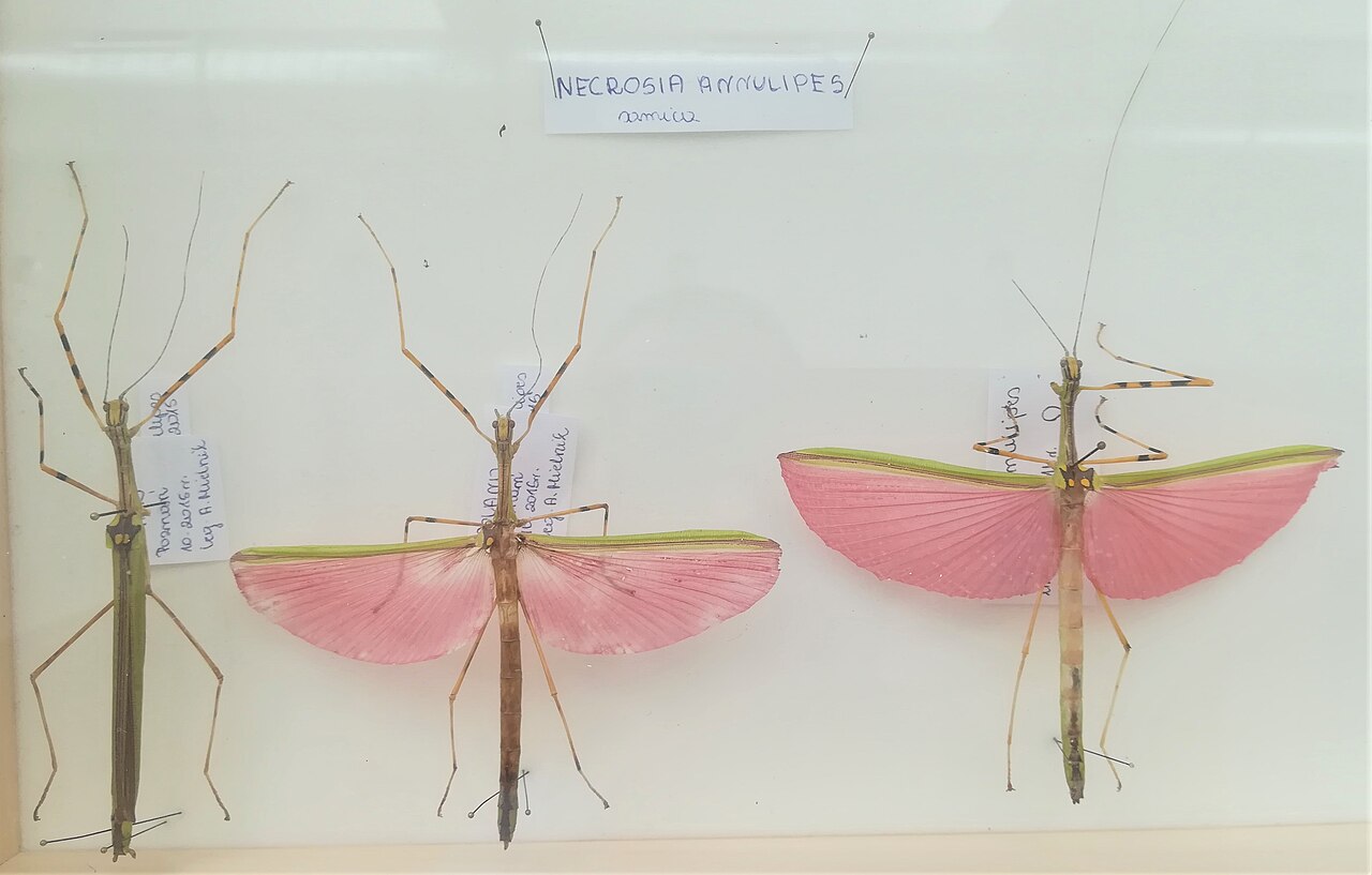 Phasme coloré Necroscia annulipes aux ailes vertes et jaunes Phasme coloré Necroscia annulipes aux ailes vertes et jaunes