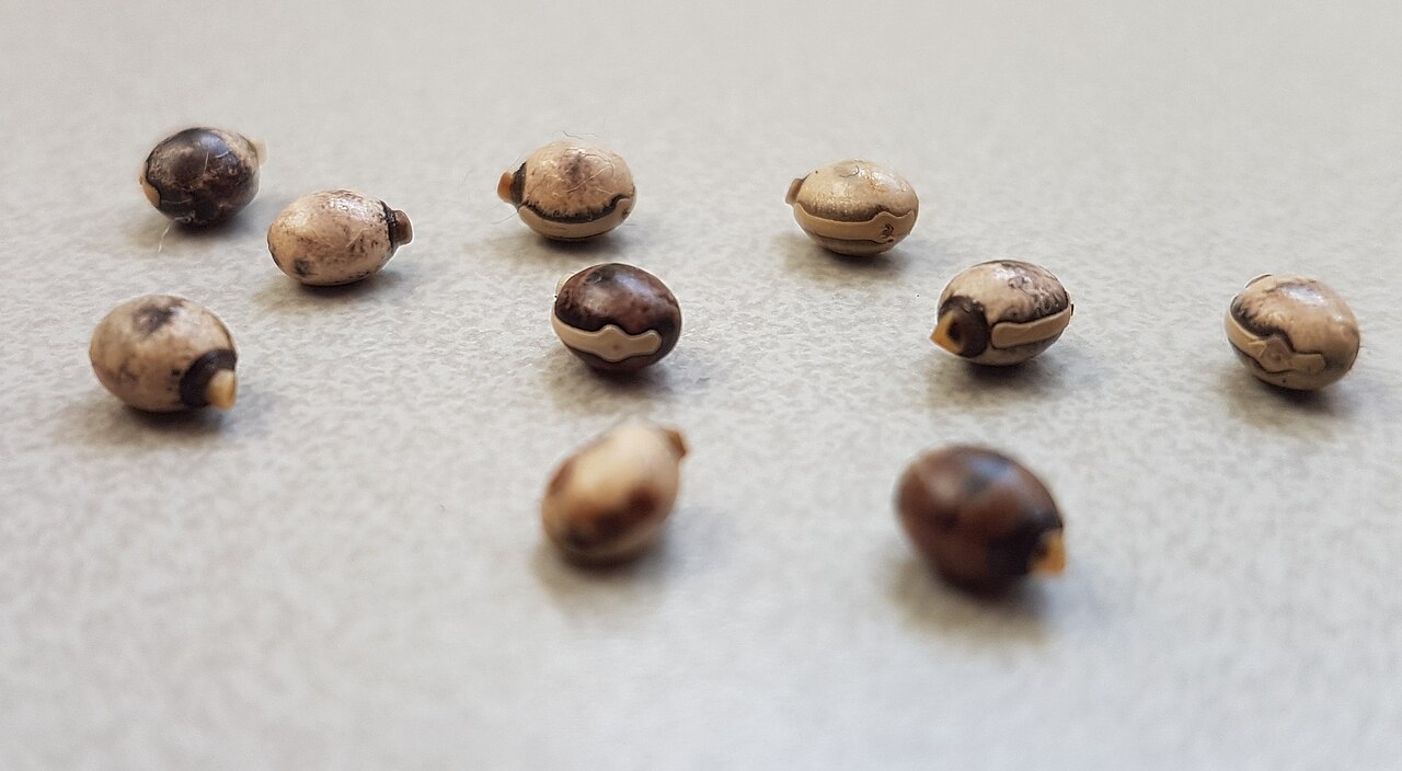 Œufs de phasme Extatosoma tiaratum ressemblant à de petites graines Œufs de phasme Extatosoma tiaratum ressemblant à de petites graines