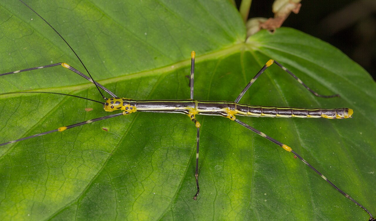 Oreophoetes peruana, phasme péruvien noir et jaune posé sur une feuille verte Oreophoetes peruana, phasme péruvien noir et jaune posé sur une feuille verte