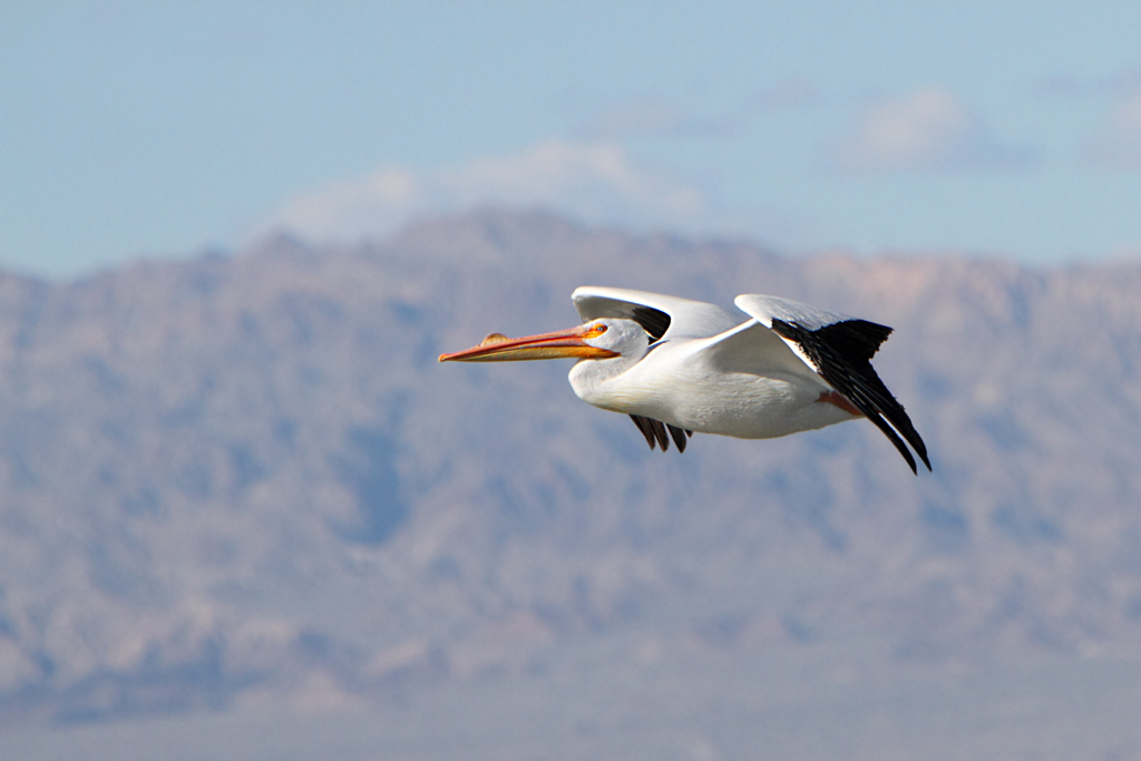 Pélican blanc d'Amérique survolant la Salton Sea en Californie Pélican blanc d'Amérique survolant la Salton Sea en Californie