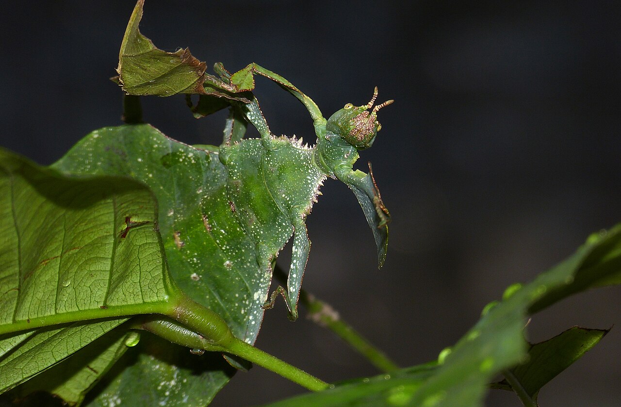 Phasme feuille géant Pulchriphyllium giganteum ressemblant à une véritable feuille verte Phasme feuille géant Pulchriphyllium giganteum ressemblant à une véritable feuille verte
