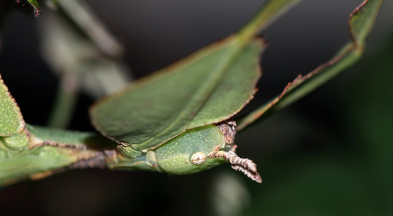 Gros plan sur la tête d'un phasme feuille Pulchriphyllium bioculatum Gros plan sur la tête d'un phasme feuille Pulchriphyllium bioculatum