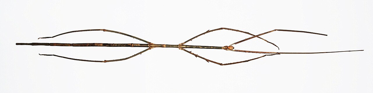 Phobaeticus chani femelle vue de dessus montrant son corps extrêmement long Phobaeticus chani femelle vue de dessus montrant son corps extrêmement long