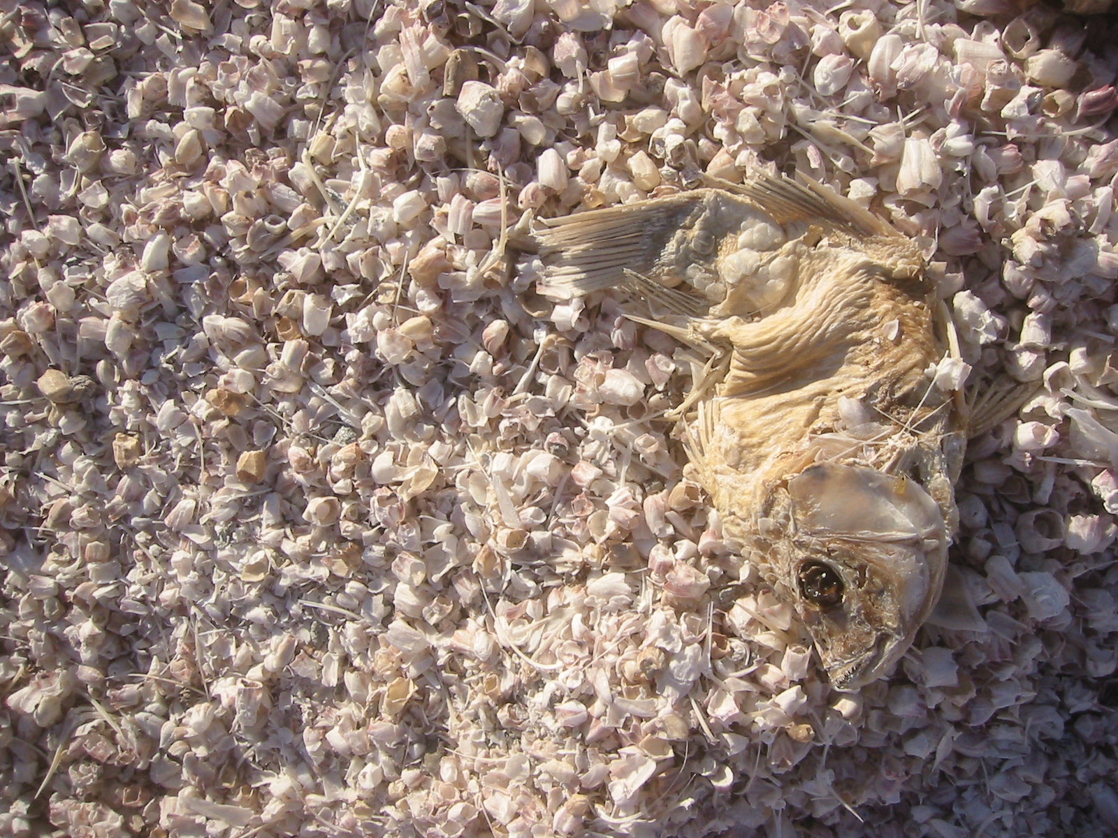 poisson mort salton sea californie poisson mort salton sea californie
