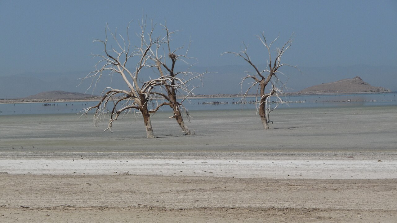 Arbres morts dans les eaux de la Salton Sea en Californie Arbres morts dans les eaux de la Salton Sea en Californie
