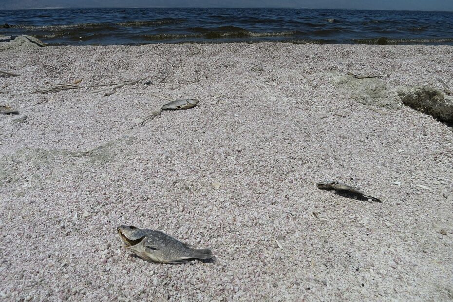 Tilapias morts sur une plage de la Salton Sea en Californie